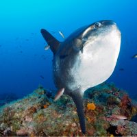 pesce Snorkeling nell'AMP di Portofino