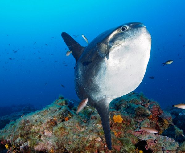pesce Snorkeling nell'AMP di Portofino